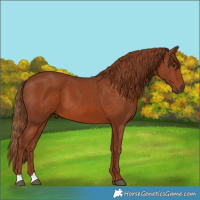 Horse Color:Chestnut 
