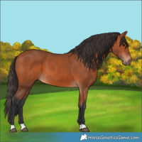 Horse Color:Bay 