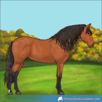 Horse Color:Bay 