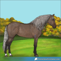 Horse Color:Silver Brown Dun 