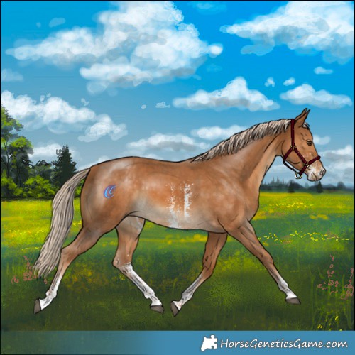 Horse Color:Palomino Sabino 