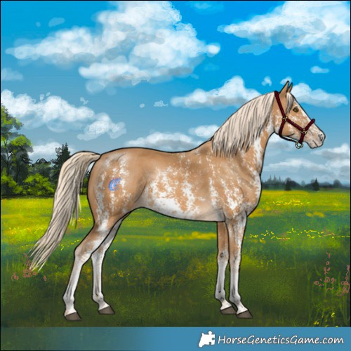Horse Color:Palomino Mushroom Sabino 