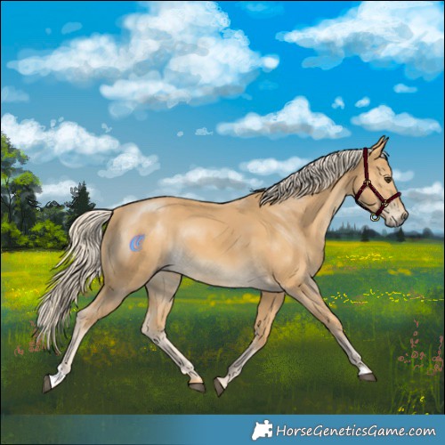 Horse Color:Palomino