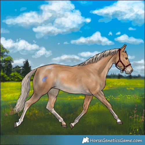 Horse Color:Palomino 