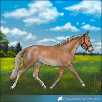 Horse Color:Palomino