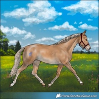 Horse Color:Palomino 
