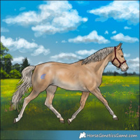 Horse Color:Palomino 