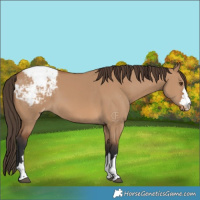 Horse Color:Bay Dun Appaloosa 