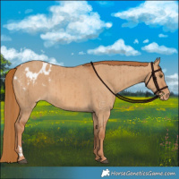 Horse Color:Red Dun Appaloosa Brindle