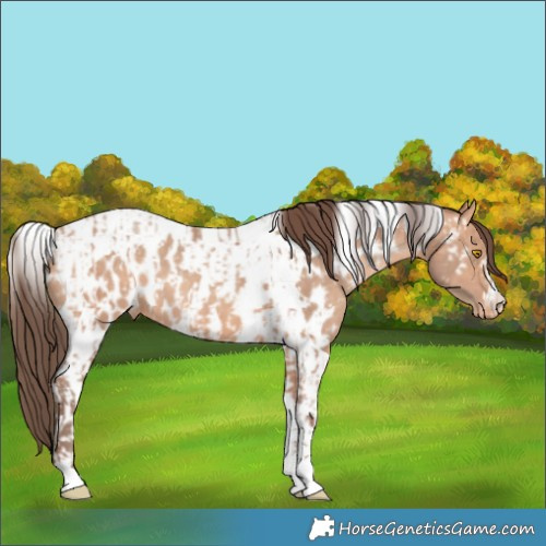 Horse Color:Amber Champagne Near Leopard  and Amber Champagne Tobiano Near Leopard 