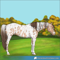 Horse Color:Amber Champagne Near Leopard and Amber Champagne Tobiano Near Leopard