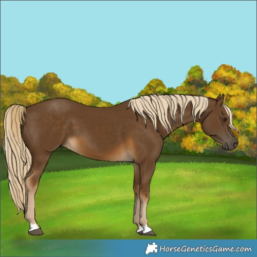 Horse Color:Chocolate Palomino 
