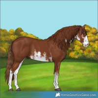 Horse Color:White Spotted Chestnut 