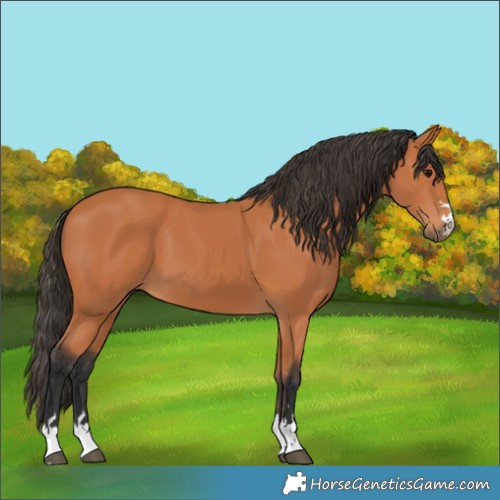Horse Color:Bay 