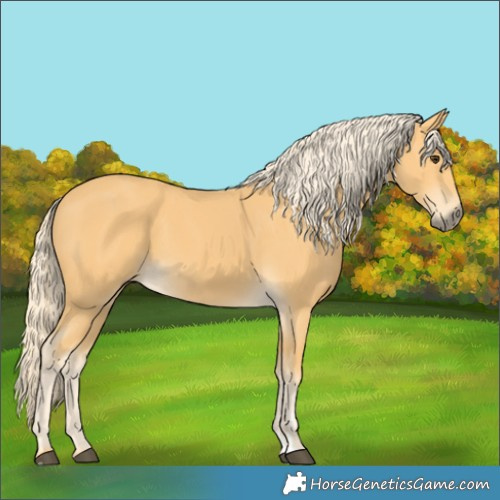 Horse Color:Palomino 