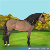 Horse Color:Bay Dun