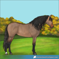 Horse Color:Bay Dun