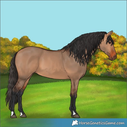 Horse Color:Bay Dun 