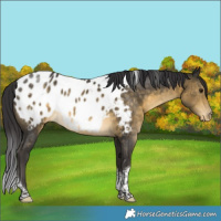 Horse Color:Buckskin Tobiano Blanket 