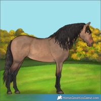 Horse Color:Bay Dun 