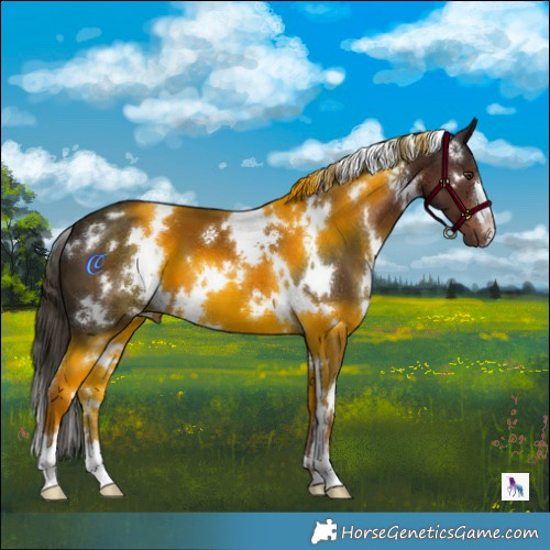 Horse Color:White Spotted Liver Chestnut 