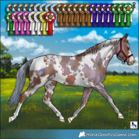 Horse Color:White Spotted Chestnut Varnish 