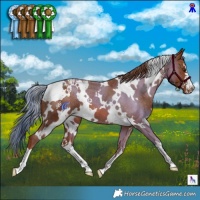 Horse Color:White Spotted Chestnut Appaloosa
