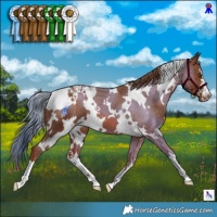 Horse Color:White Spotted Chestnut Appaloosa 