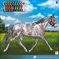 Horse Color:White Spotted Chestnut Appaloosa 