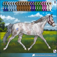 Horse Color:White Spotted Chestnut Appaloosa 