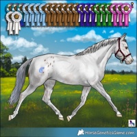 Horse Color:White Spotted Chestnut Appaloosa 