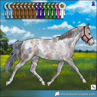 Horse Color:White Spotted Chestnut Appaloosa 