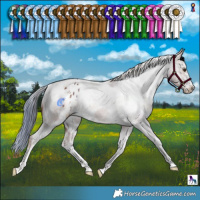 Horse Color:White Spotted Chestnut Appaloosa 