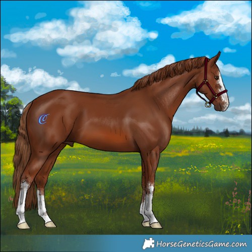 Horse Color:Chestnut 