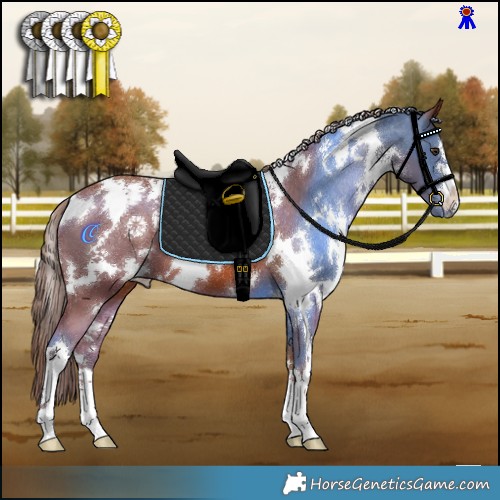 Horse Color:White Spotted Chestnut Appaloosa 