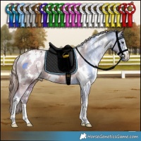 Horse Color:White Spotted Chestnut Appaloosa 