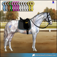 Horse Color:White Spotted Chestnut Appaloosa