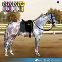 Horse Color:White Spotted Chestnut Appaloosa 