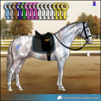 Horse Color:White Spotted Chestnut Appaloosa 