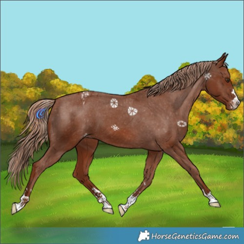 Horse Color:Chestnut Appaloosa 
