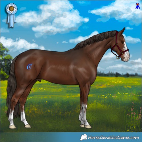 Horse Color:Liver Chestnut 