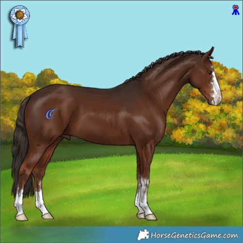 Horse Color:Liver Chestnut 