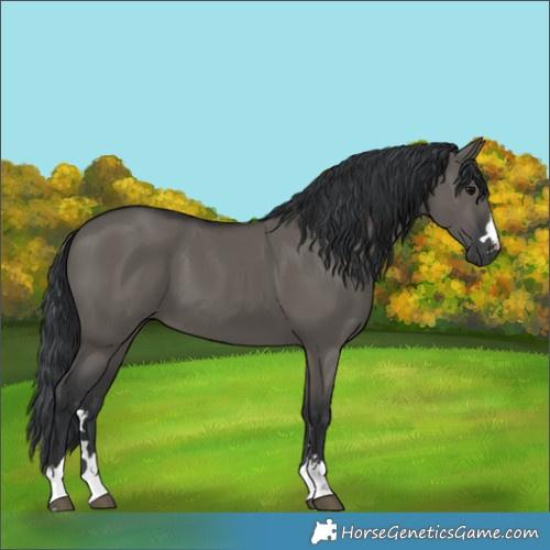 Horse Color:Grullo 