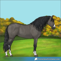 Horse Color:Grullo 