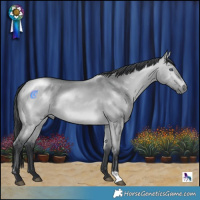 Horse Color:Bay Chinchilla Dun Rabicano