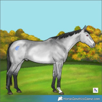 Horse Color:Bay Chinchilla Dun Rabicano