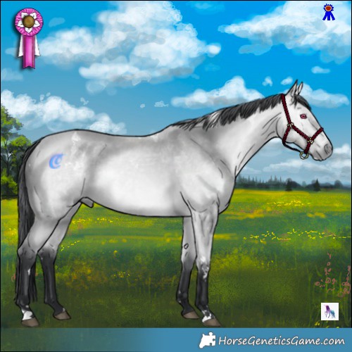 Horse Color:White Spotted Bay Chinchilla 