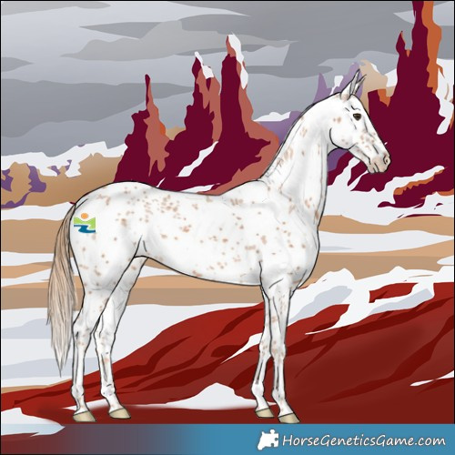 Horse Color:White Spotted Chestnut Sabino 