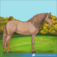 Horse Color:Chestnut Appaloosa