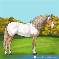 Horse Color:Chestnut Near Leopard 